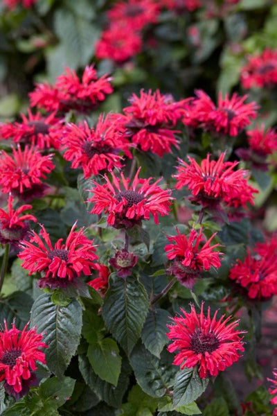 Monarda 'Bee-Happy'