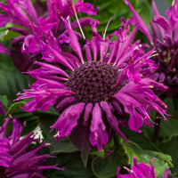 Monarda 'Bee-Pure'