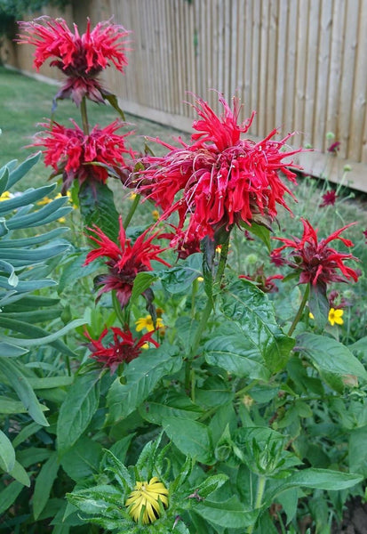 Monarda 'Cambridge Scarlet'