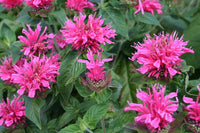 Monarda 'Cranberry Lace'