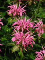 Monarda 'Croftway Pink'