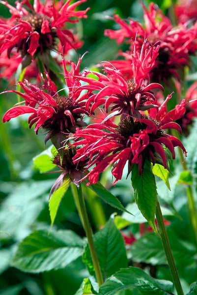 Monarda 'Gardenview Scarlet'