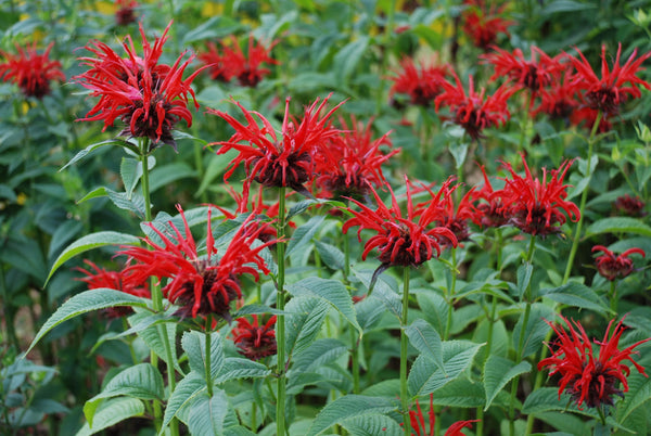 Monarda 'Jacob Cline'