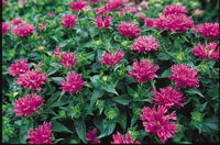 Monarda 'Marshall's Delight'