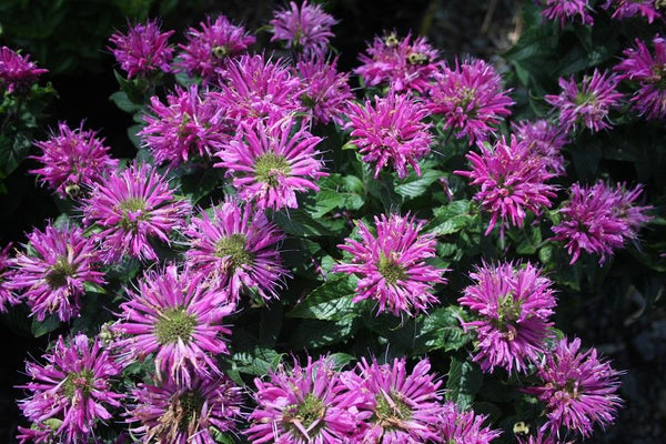 Monarda 'Petite Delight'