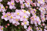 Clematis Montana 'Pink Perfection' (NEW)