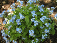 Myosotis sylvatica 'Victoria Blue'