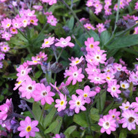 Myosotis sylvatica 'Victoria Rose'