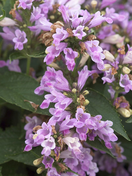 Nepeta 'Candy Cat'