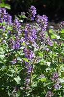 Nepeta 'Dropmore Blue'