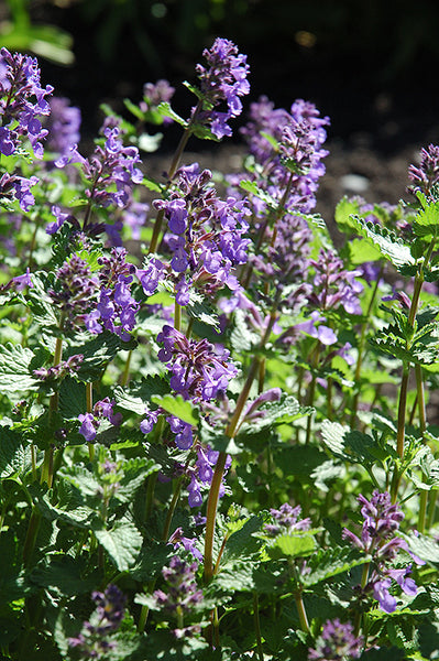 Nepeta 'Dropmore Blue'