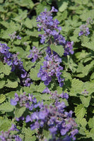 Nepeta 'Little Titch'