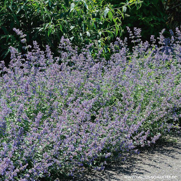 Nepeta 'Six Hills Giant'