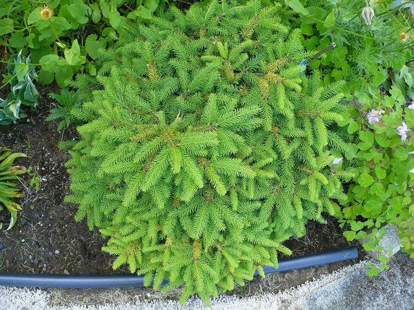 Nidiformis 'Nest Spruce' (NEW)