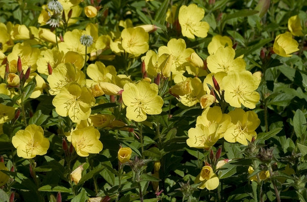 Oenothera fruiticosa youngii