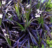 Ophiopogon planiscapus 'Nigrescens'