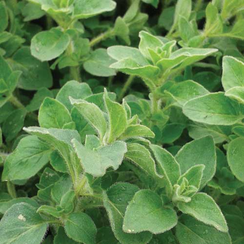 Oregano 'Hot and Spicy'