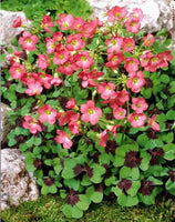 Oxalis 'Iron Cross'