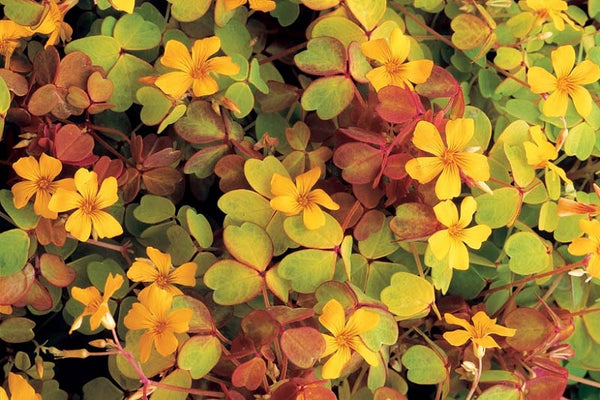 Oxalis 'Molten Lava'