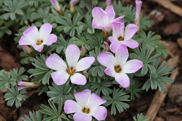 Oxalis adenophylla