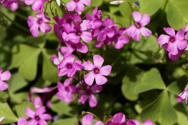 Oxalis articulata