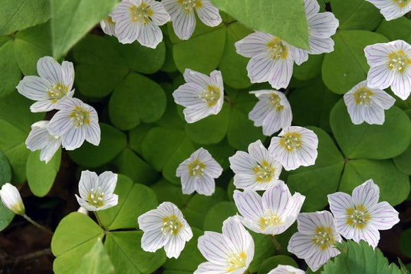 Oxalis oregana