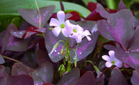 Oxalis regnellii