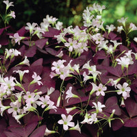 Oxalis triangularis 'Purpurea'