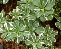 Pachysandra terminalis 'Variegata'