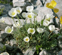 Papaver alpinum