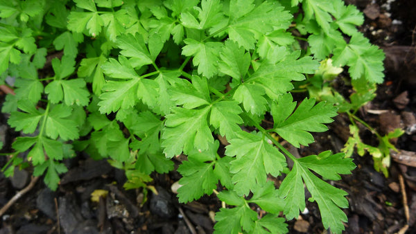 Parsley Italian