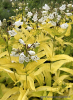 Penstemon 'Gold Finger'