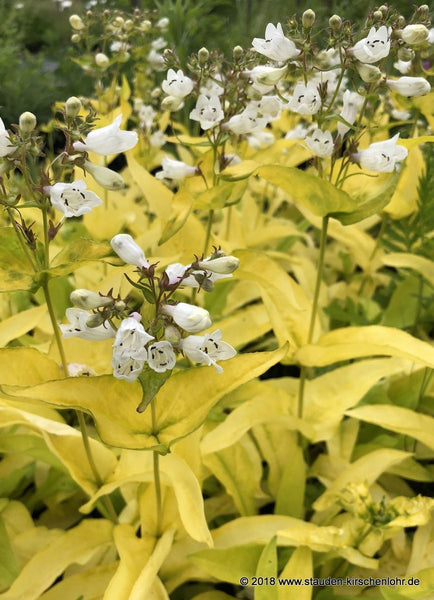 Penstemon 'Gold Finger'