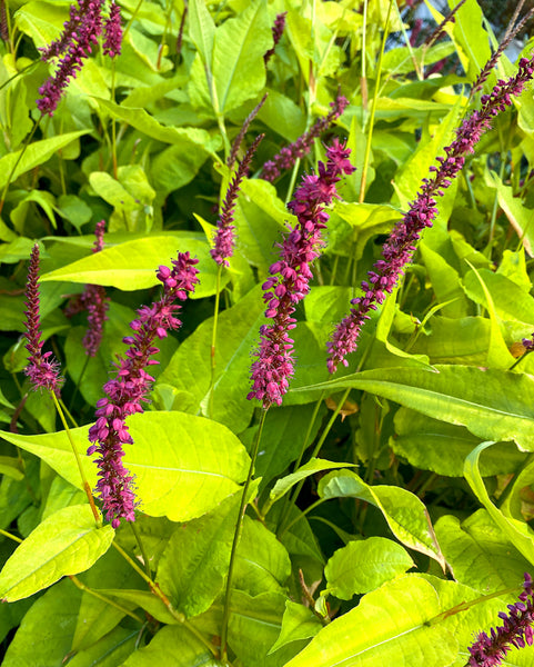 Persicaria 'Golden Arrow'