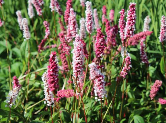 Persicaria affinis 'Darjeeling Red'