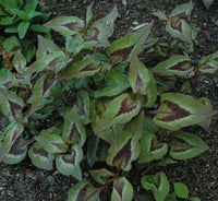 Persicaria t. 'Langthorn's Variety'