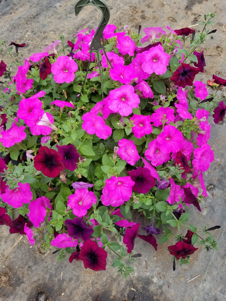 Petunia Wave Hanging Basket