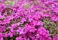 Phlox douglasii 'Crackerjack'