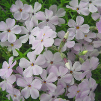 Phlox douglasii 'Rose Queen'