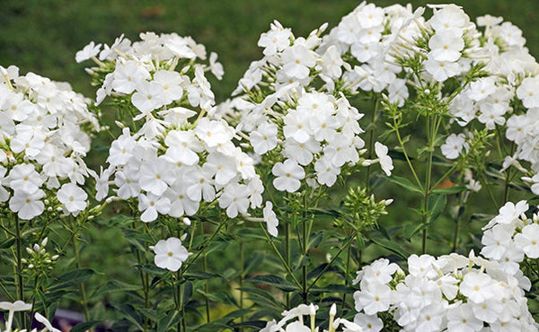 Phlox paniculata 'David'