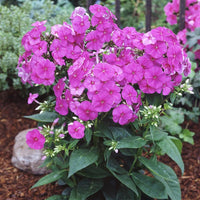 Phlox paniculata 'Flame Purple'