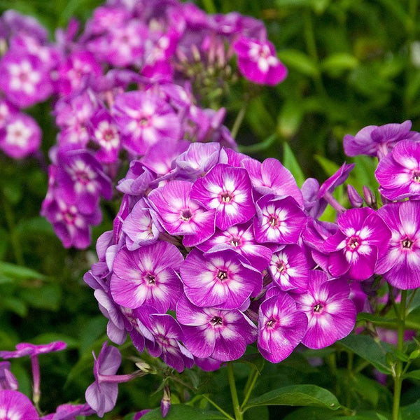 Phlox paniculata 'Laura'