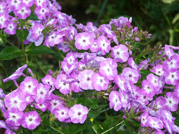 Phlox paniculata 'Little Boy'