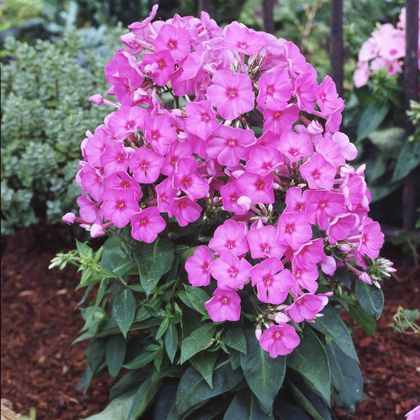 Phlox paniculata 'Little Pink Flame'