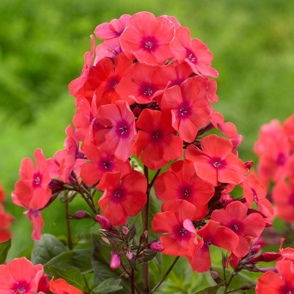 Phlox paniculata 'Starfire'