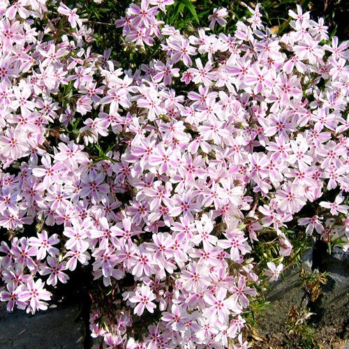 Phlox subulata 'Candystripe'