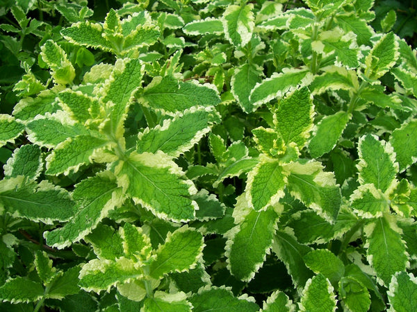 Mint 'Pineapple'