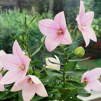 Platycodon grandi. 'Florist Pink'