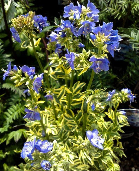 Polemonium 'Brise d'Anjou'