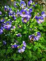 Polemonium 'Heavenly Habit'